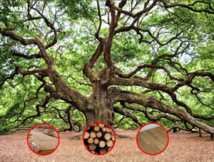 uu nhuoc diem go soi